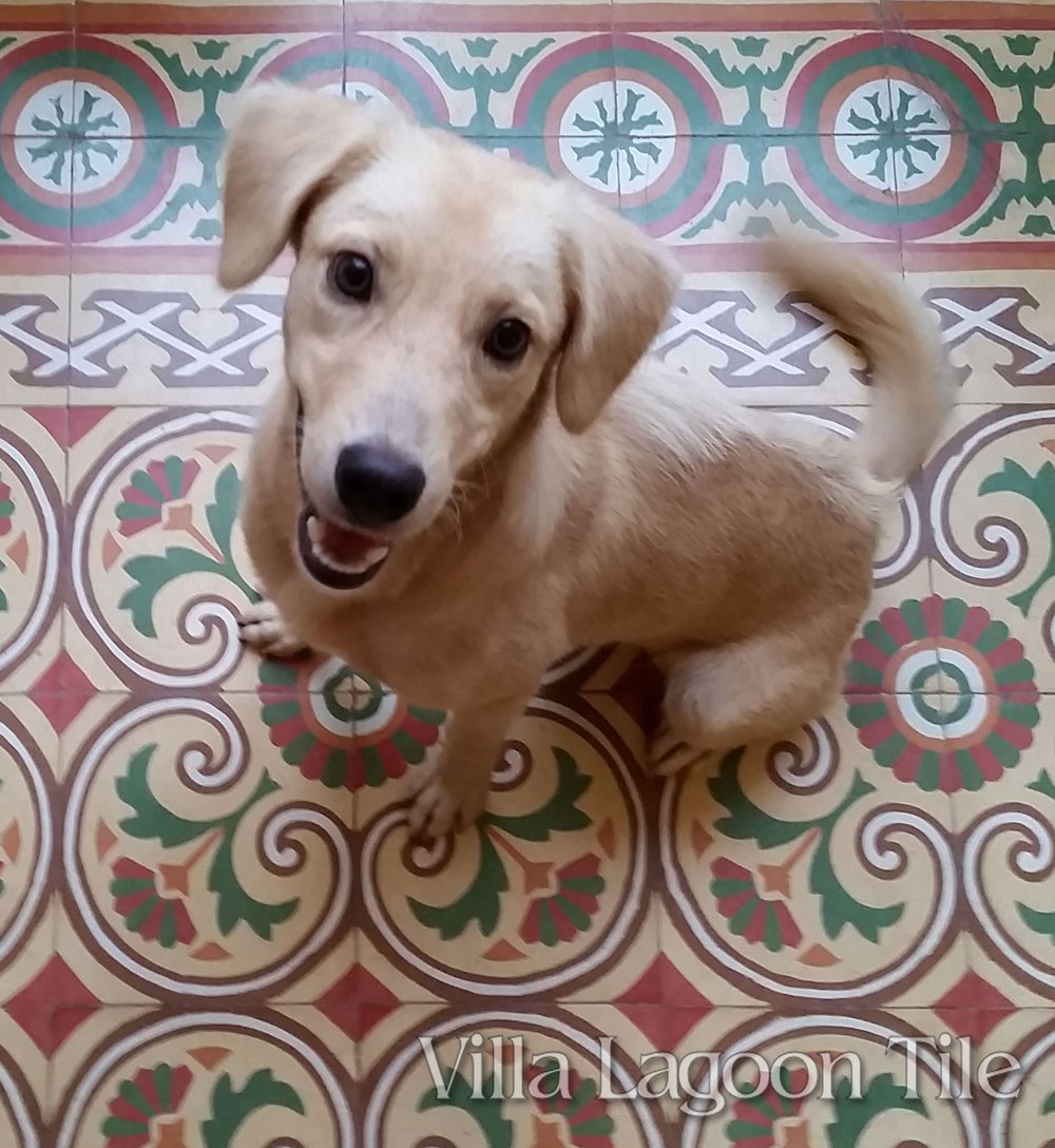 A cute puppy followed us into a colonial restaurant on a BOLERO 